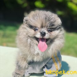 WC EGITIMLI SAFKAN AYI SURAT POMERANIAN BOO YAVRULARIMIZ 2
