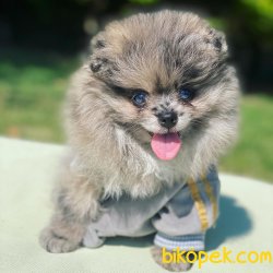 WC EGITIMLI SAFKAN AYI SURAT POMERANIAN BOO YAVRULARIMIZ 3