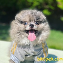 WC EGITIMLI SAFKAN AYI SURAT POMERANIAN BOO YAVRULARIMIZ 1