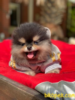WC EGITIMLI SCRLI AYI SURAT POMERANIAN BOO 1