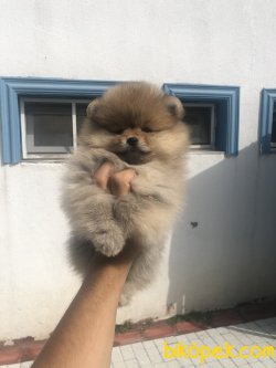 WC EGITIMLI SCRLI AYI SURAT POMERANIAN BOO YAVRULAR 1