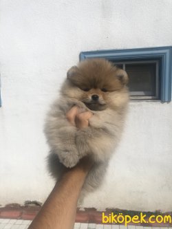 WC EGITIMLI SCRLI AYI SURAT POMERANIAN BOO YAVRULAR 3