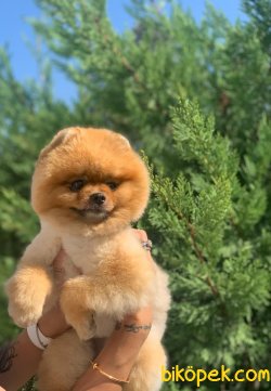 WC EGITIMLI SCRLI AYI SURAT YETISKIN POMERANIAN BOO 1