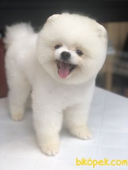 WC EGITIMLI SCRLI POMERANIAN BOO YETISKINLER 1