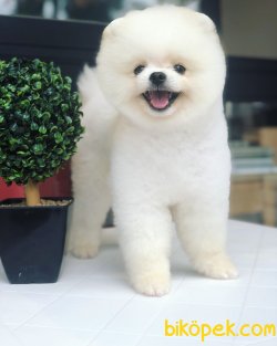 WC EGITIMLI SCRLI POMERANIAN BOO YETISKINLER 3