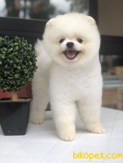 WC EGITIMLI SCRLI POMERANIAN BOO YETISKINLER 2