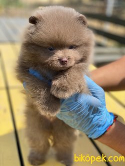 WC EGITIMLI SCRLI TEDDY FACE POMERANIAN YAVRULAR 3