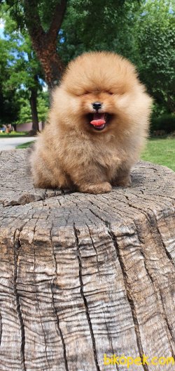 WC EĞİTİMLİ TEDDY FACE POMERANİAN BOO YAVRULAR 1