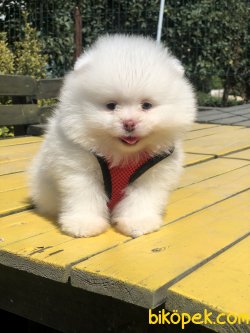 WC EGITIMLI TEDDY FACE POMERANIAN BOO YAVRULARIMIZ 3
