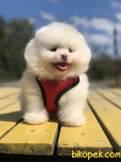 WC EGITIMLI TEDDY FACE POMERANIAN BOO YAVRULARIMIZ 1
