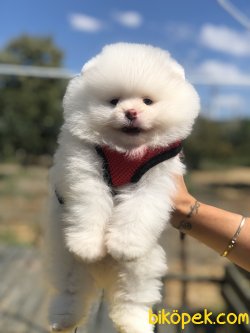 WC EGITIMLI TEDDY FACE POMERANIAN BOO YAVRULARIMIZ 2
