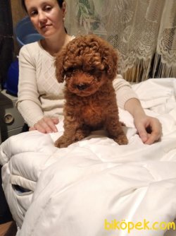 WC EGITIMLI TOY POODLE YAVRULAR 3