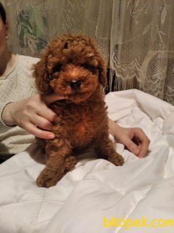 WC EGITIMLI TOY POODLE YAVRULAR 1