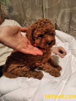 WC EGITIMLI TOY POODLE YAVRULAR 2