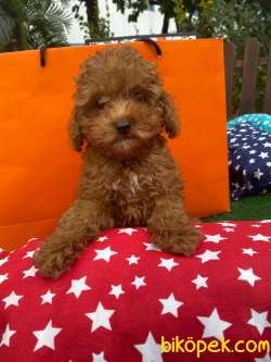WC EĞİTİMLİ TOY POODLE YAVRULAR 1