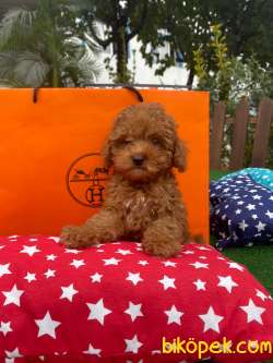 WC EĞİTİMLİ TOY POODLE YAVRULAR 2