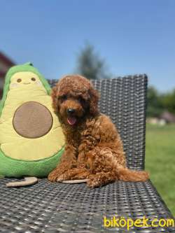 WC Eğitimli Toy Poodle Yavrular 3