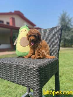 WC Eğitimli Toy Poodle Yavrular 1