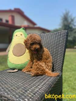 WC Eğitimli Toy Poodle Yavrular 2