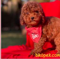 Wc Eğitimli Toy Poodle Yavrular