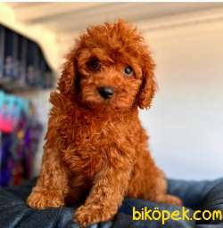 Wc Eğitimli Toy Poodle Yavrular 3