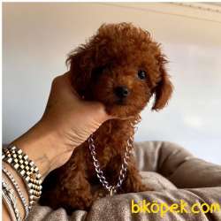 Wc Eğitimli Toy Poodle Yavrular 2