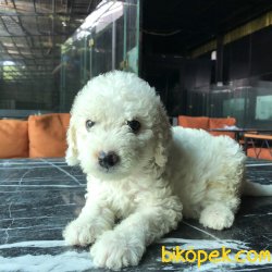 WC EGITIMLI TOY POODLE YAVRULARIMIZ 3