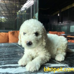 WC EGITIMLI TOY POODLE YAVRULARIMIZ 1