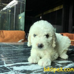 WC EGITIMLI TOY POODLE YAVRULARIMIZ 2