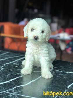 WC EGİTİMLİ TOY POODLE YAVRULARIMIZ 2