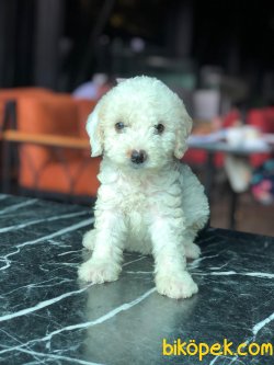 WC EGİTİMLİ TOY POODLE YAVRULARIMIZ 3