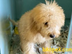 Wc Eğitimli Toy Poodle Yavrumuz 4