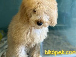 Wc Eğitimli Toy Poodle Yavrumuz 2