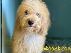 Wc Eğitimli Toy Poodle Yavrumuz 1