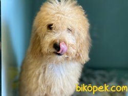 Wc Eğitimli Toy Poodle Yavrumuz 3