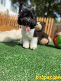 WC EĞİTİMLİ TÜRKİYEDE TEK HARLEQUİN TOY POODLE YAVRUMUZ 2