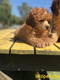 WC EGITINLI RED TOY POODLE BEBEKLER 2