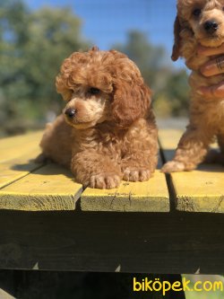 WC EGITINLI RED TOY POODLE BEBEKLER 1