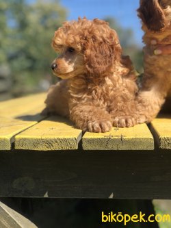 WC EGITINLI RED TOY POODLE BEBEKLER 3