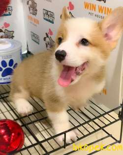 WELSH CORGİ BEBEKLER 3