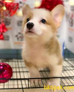 WELSH CORGİ BEBEKLER 2