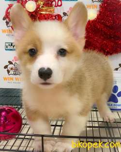 WELSH CORGİ BEBEKLER 1
