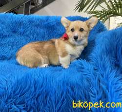 Welsh Corgi Pembroke Safkan Belgeli Asili Eğitimli 3
