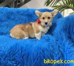 Welsh Corgi Pembroke Safkan Belgeli Asili Eğitimli 1