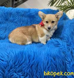 Welsh Corgi Pembroke Safkan Belgeli Asili Eğitimli 2