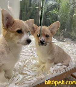 Welsh Corgi Pembroke Safkan Belgeli Tattoolu Yavrularımız 5