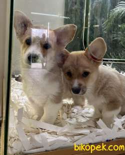 Welsh Corgi Pembroke Safkan Belgeli Tattoolu Yavrularımız 3