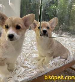 Welsh Corgi Pembroke Safkan Belgeli Tattoolu Yavrularımız 4