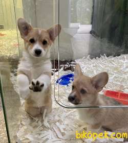 Welsh Corgi Pembroke Safkan Belgeli Tattoolu Yavrularımız 2
