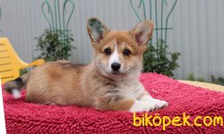 WELSH CORGI YAVRULARI 5